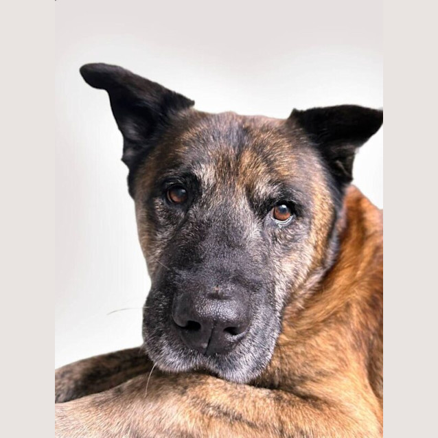 Photo of Tiger