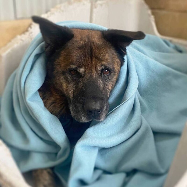 Photo of Tiger