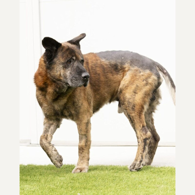 Photo of Tiger