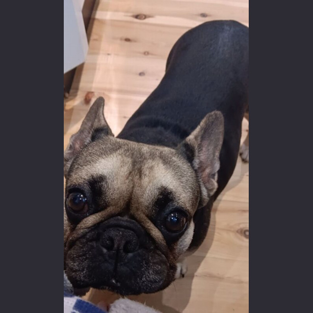 Photo of Chico