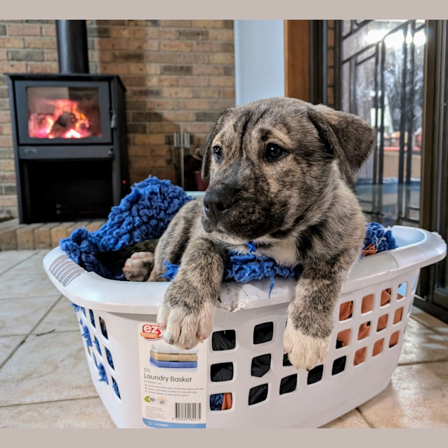 Photo of Boss   3 Month Old Husky X (Trial)