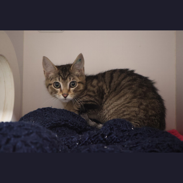 Photo of Dobby
