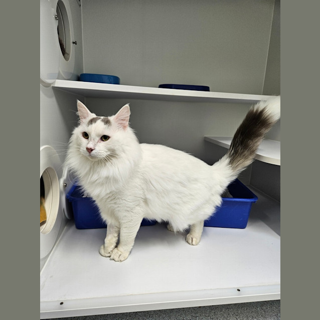 Photo of Buttermelt 