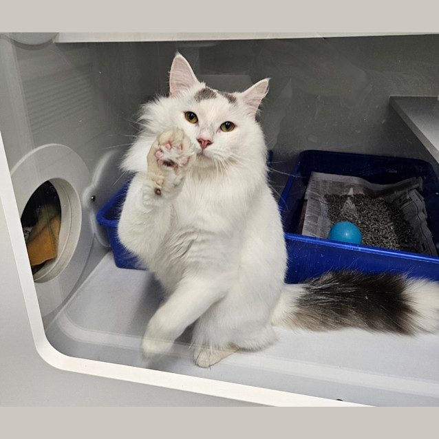 Photo of Buttermelt 