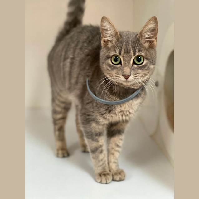 Photo of Avery (6158)