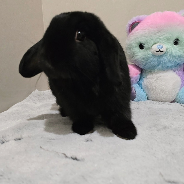 Photo of Lucky (Located In Wantirna South)