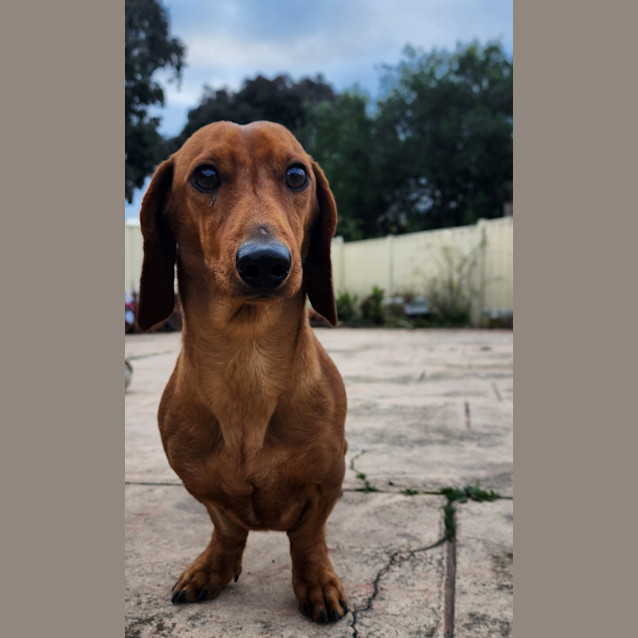 Photo of Miles