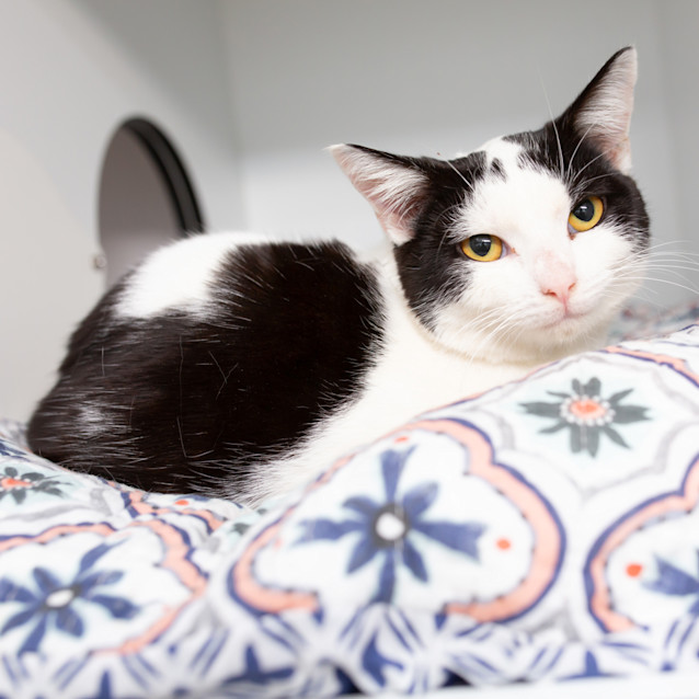 Photo of Blueberry Danish