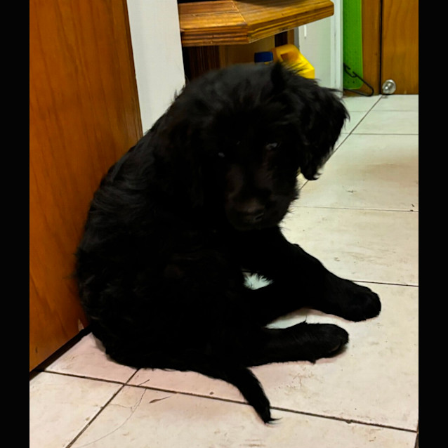 Photo of Jett