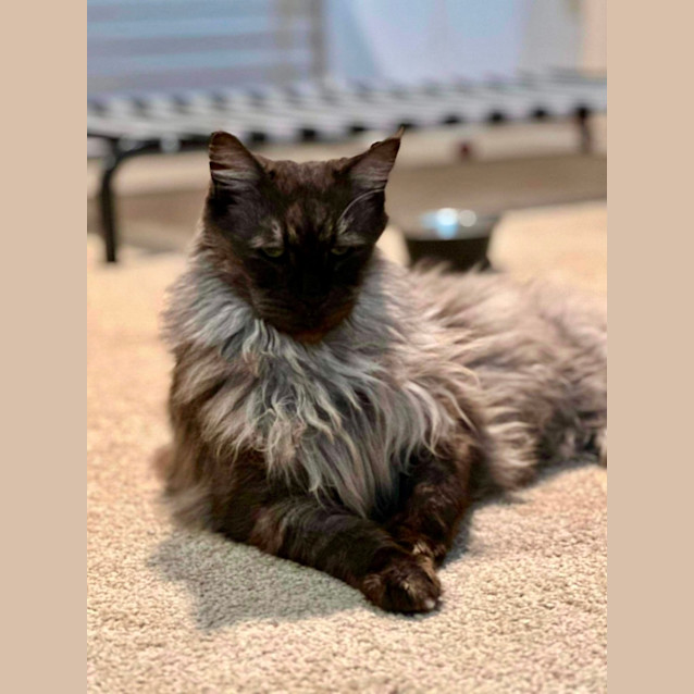 Photo of Shadow Bandit