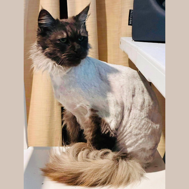 Photo of Shadow Bandit