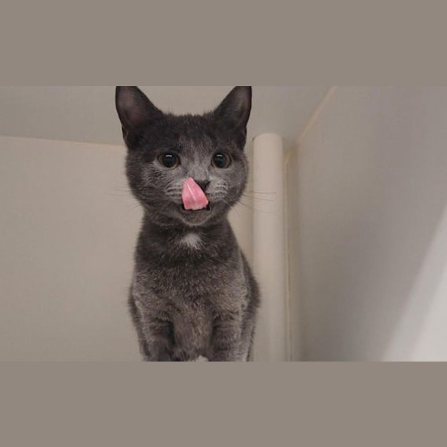 Photo of Meow Meow