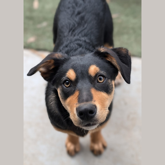 Photo of Jo Jo Binxes