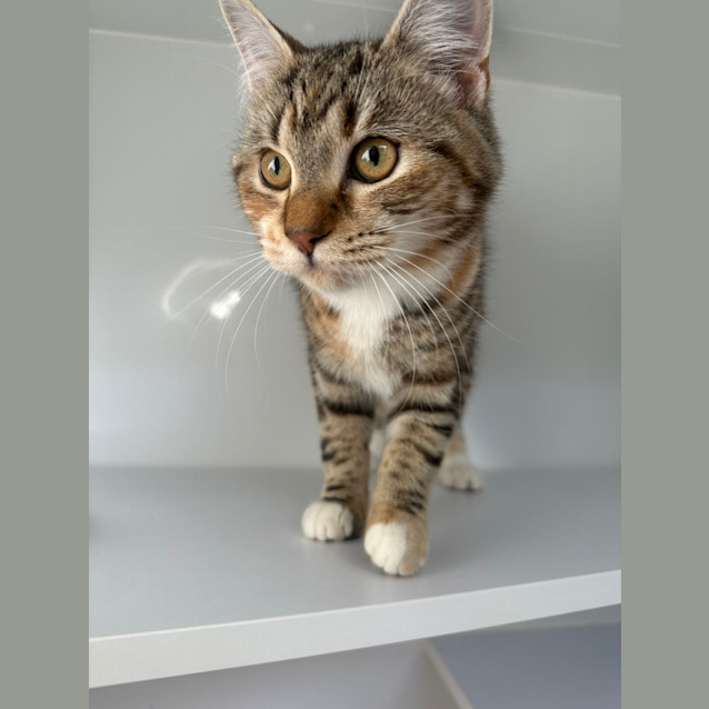 Photo of Luna