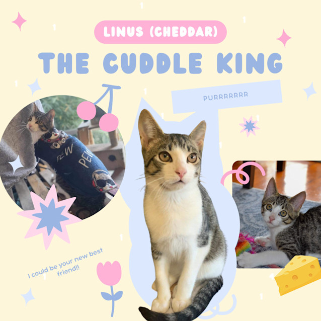Photo of Linus (Cheddar)
