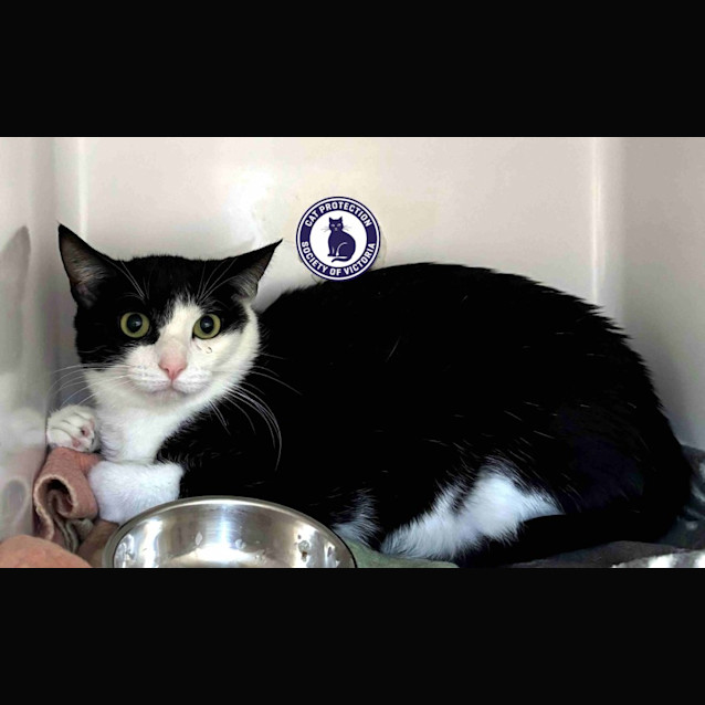 Photo of Toothless Sta012106