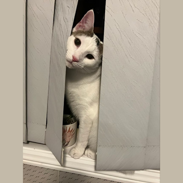 Photo of Lincoln And Mango