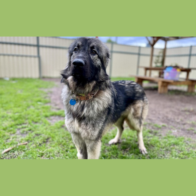 Photo of Bessie