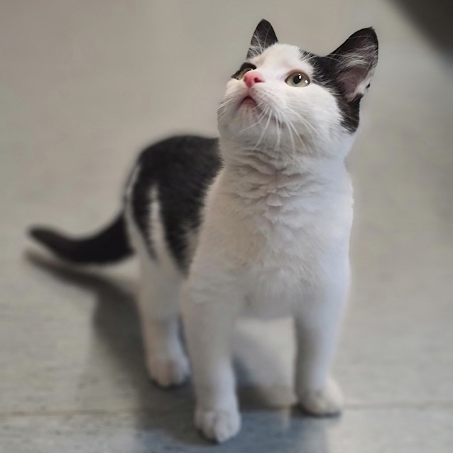 Photo of Colt
