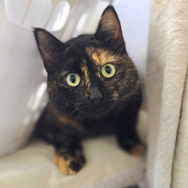 Photo of Zara
