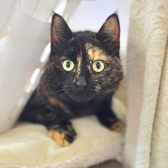 Photo of Zara