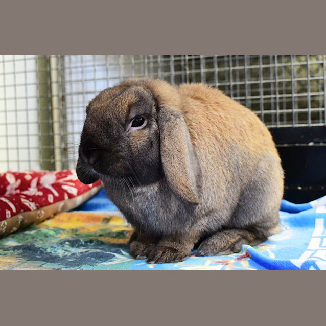 Photo of David Hopperfield