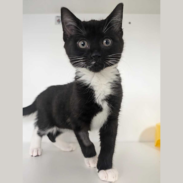 Photo of Daffy And Gizmo