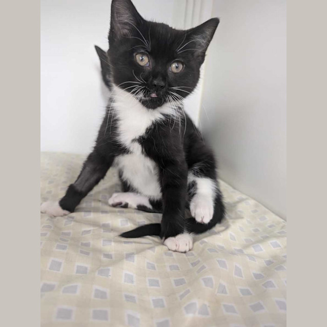 Photo of Daffy And Gizmo