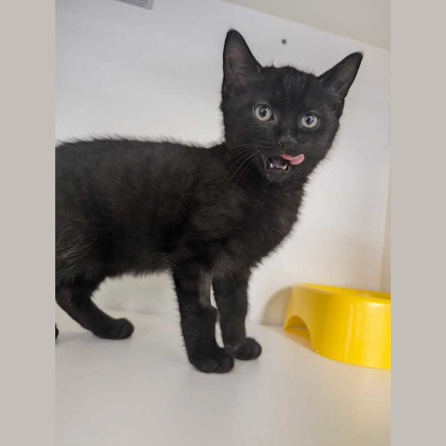 Photo of Daffy And Gizmo