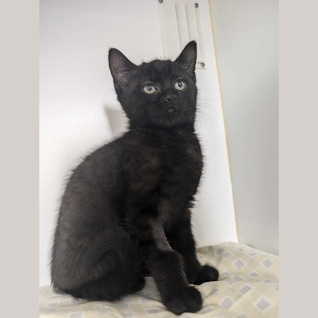 Photo of Daffy And Gizmo