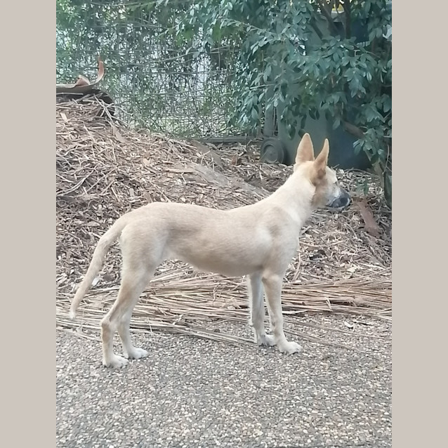 Photo of Daisy Mae   8 Month Old Wolfhound X
