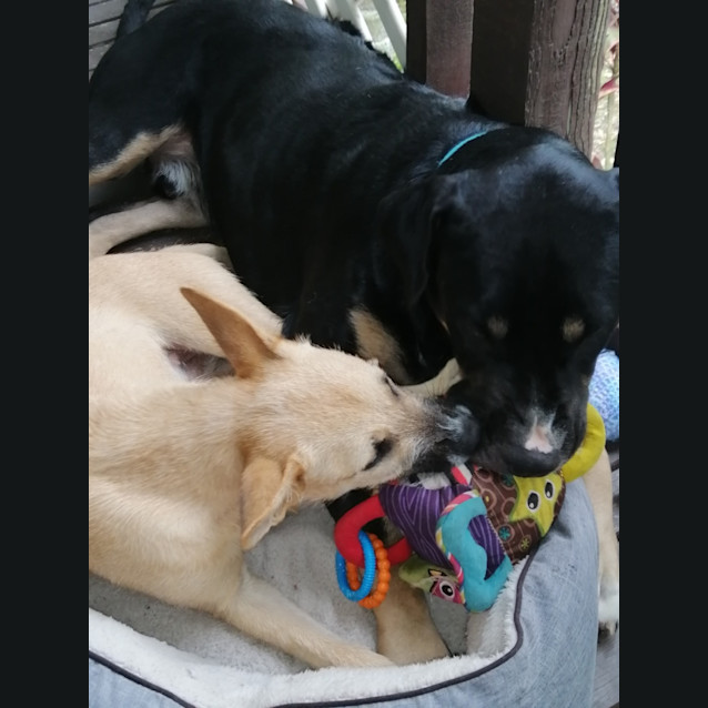 Photo of Daisy Mae   8 Month Old Wolfhound X