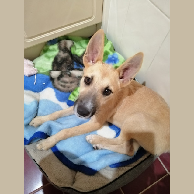 Photo of Daisy Mae   8 Month Old Wolfhound X