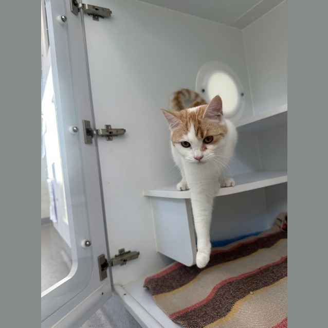 Photo of Pinky The Cat