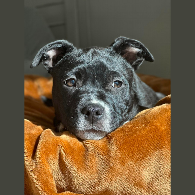 Photo of Procyon
