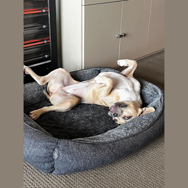 Photo of Pixie