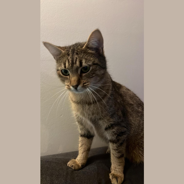 Photo of Ella Meet Me At Petstock Mornington Store