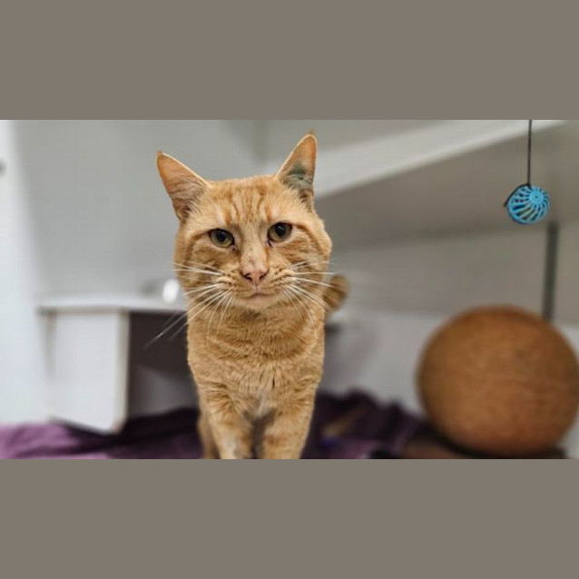 Photo of Mango