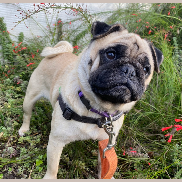 Photo of Penny
