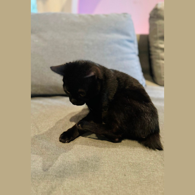 Photo of Fantastic Fudge