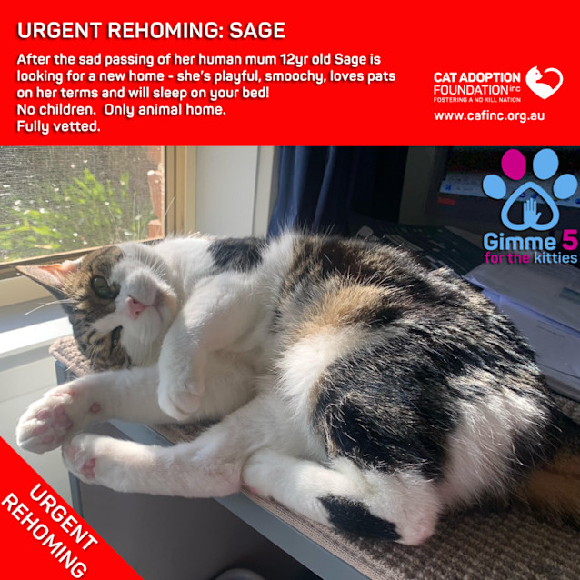 Photo of Sage Private Rehoming No Charge!