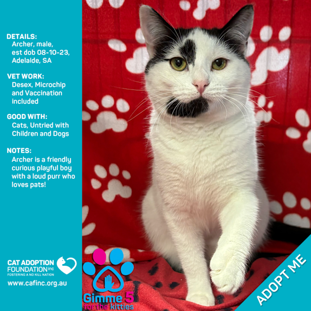 Photo of Archer Just $50 Limited Time!