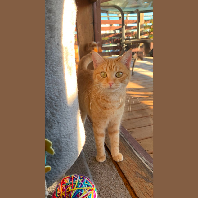 Photo of Lily 🧡😽🧡