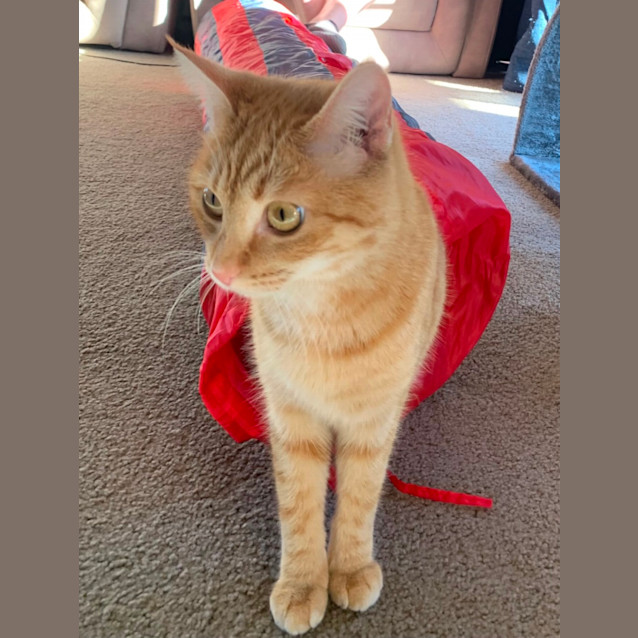 Photo of Lily 🧡😽🧡