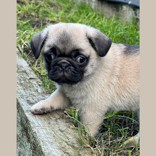 Photo of Dinky 