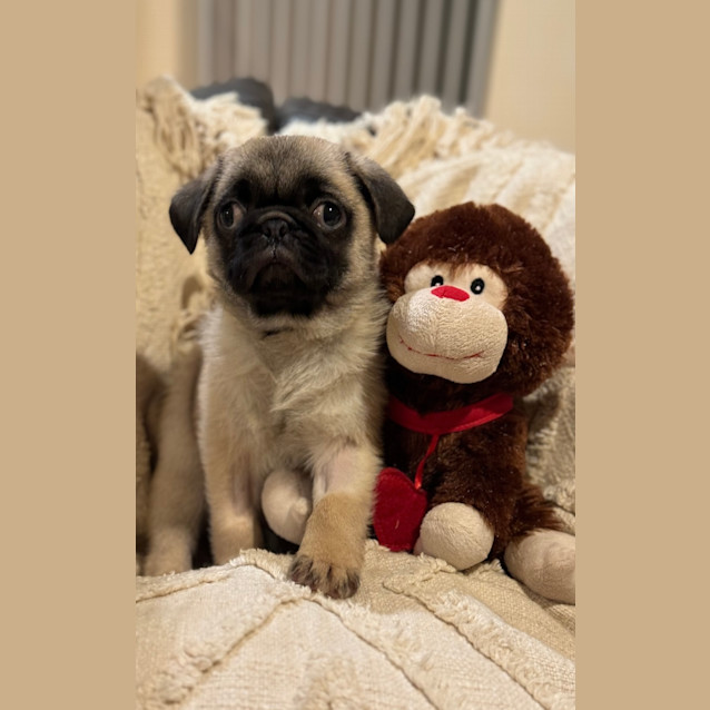 Photo of Dinky 