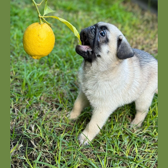 Photo of Dinky 