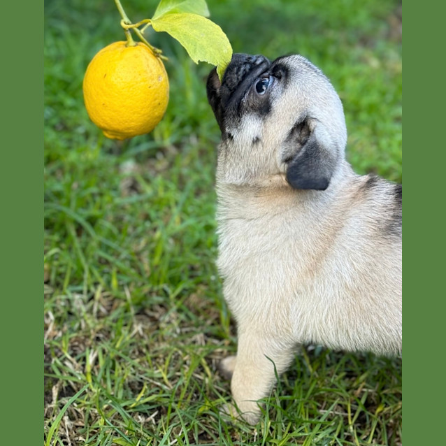 Photo of Dinky 