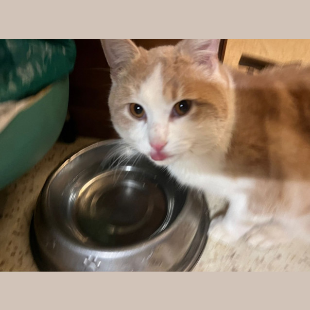 Photo of Marshmallow 