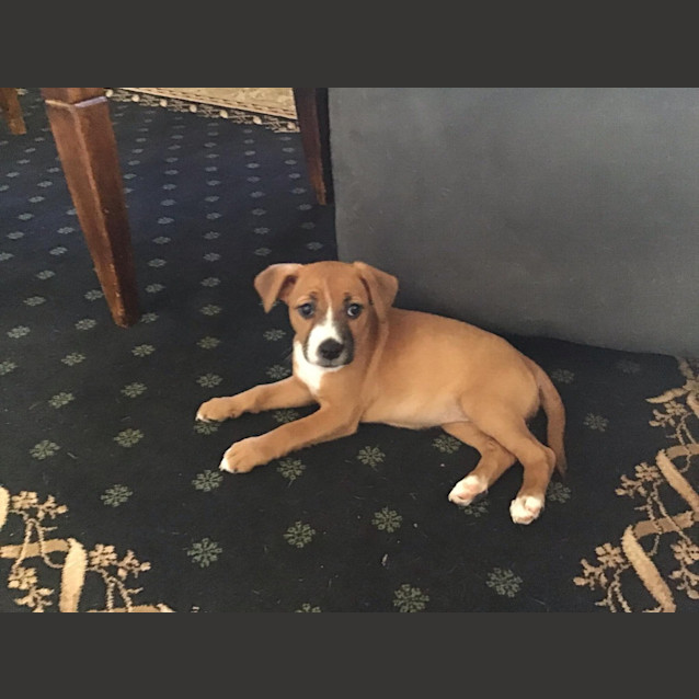 Photo of Hati (Honey)